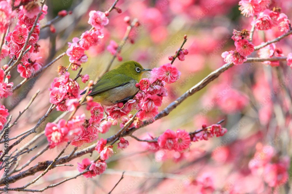 梅の花とメジロ