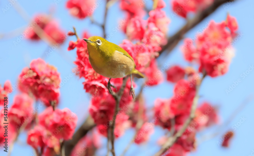 梅の花とメジロ 梅の花とメジロ