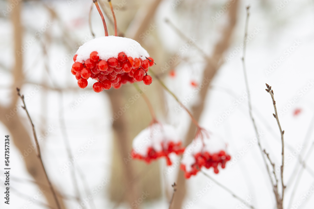 Winter frozen viburnum under the snow. Viburnum in the snow. Red berries. Wonderful winter Winter frozen viburnum under the snow. Viburnum in the snow. Red berries. Wonderful winter