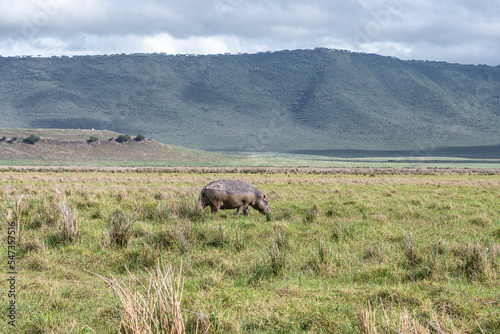 Hippos in Ngorongoro Crater. Safari in Tanzania, Africa © Khrystsina