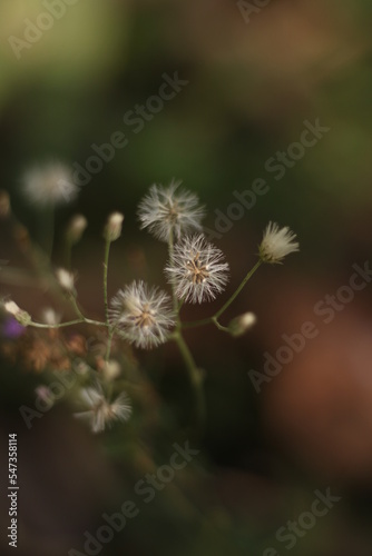 photographs of some landescape  nature  flowers  vegitablesetc