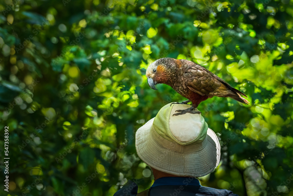Cheeky New Zealand Kaka standing on a tourist’s hat. Kapiti Island. New Zealand.