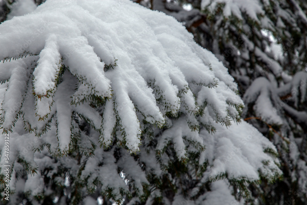 Bushes and trees after a big snowfall. Snow-covered alleys of parks and gardens. Branches of bushes and trees in winter in nature. The concept of the season, winter, snow. Bushes and trees after a big snowfall. Snow-covered alleys of parks and gardens. Branches of bushes and trees in winter in nature. The concept of the season, winter, snow.