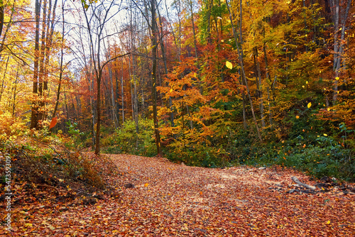 Strong leaf fall in the forest. The forest road is densely covered with fallen beech leaves.