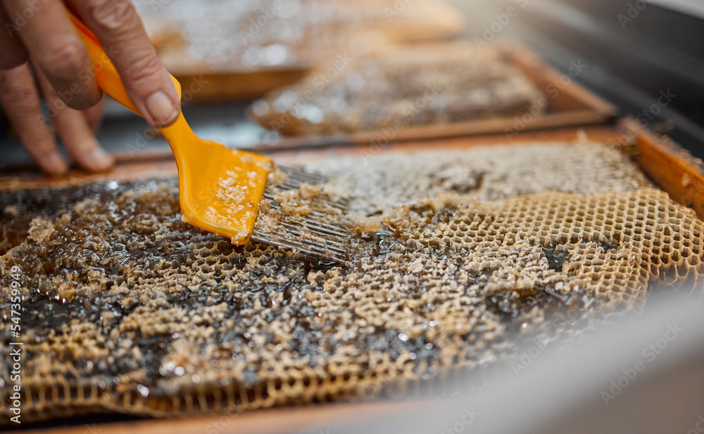 Honey, frame and closeup of scrape tools for bee farming, agriculture or food in beekeeping production. Beekeeper, honeycomb and apiculture worker with uncapping fork, natural product or work at farm - obrazy, fototapety, plakaty 