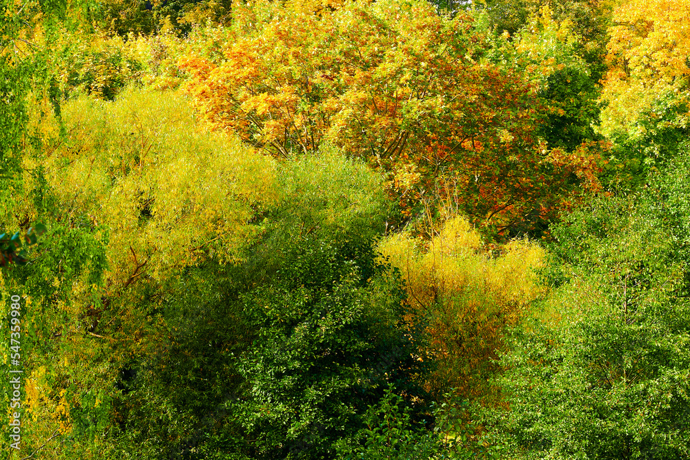 Autumn sunny landscape. Yellow autumn maples and birches
