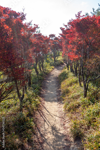 日本の兵庫県赤穂市のドウダンツツジの紅葉