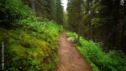 Mountain Forest Nature Trail Through Pine Woods With Sunlight