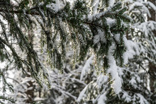 First snow in the mountains © Дмитро Петрина