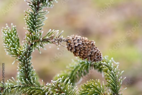 Pine cone on frosted branch.