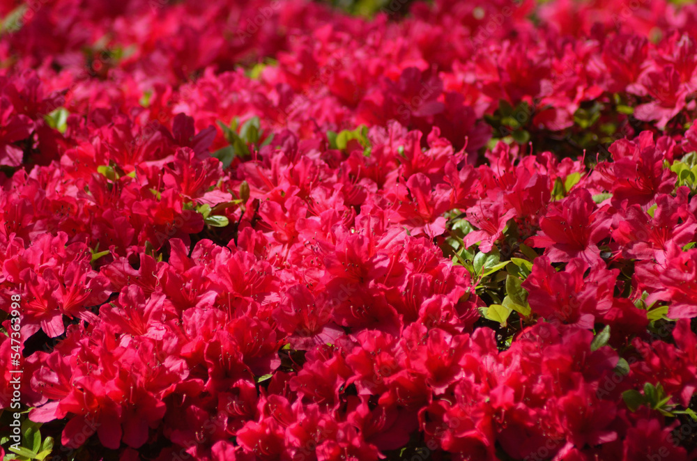 An azalea bush is covered with dark pink flowers. They fill the photograph. Some pale green leaves are just visible. The focus is on the foreground. An azalea bush is covered with dark pink flowers. They fill the photograph. Some pale green leaves are just visible. The focus is on the foreground.