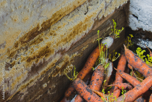 Obraz na plátně improper storage of carrots, mold and sprouts in the cellar