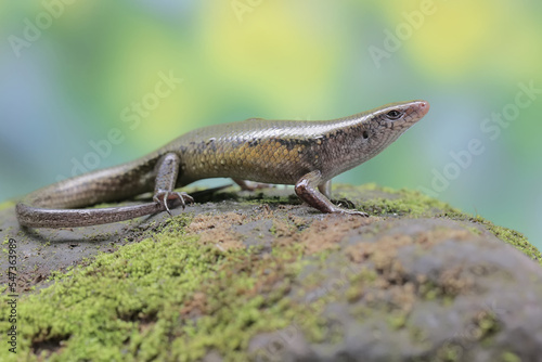 A common sun skink adult is sunbathing before starting his daily activities. This reptile has the scientific name Mabouya multifasciata. 