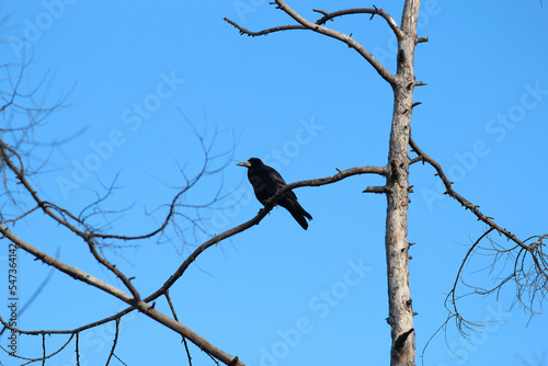 image of a crow exploring its surroundings