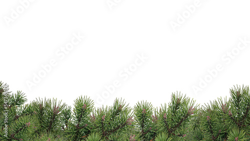 Christmas and New Year border of realistic branches of Christmas tree  isolated on transparent background. Green Christmas tree branches on a transparent background.
