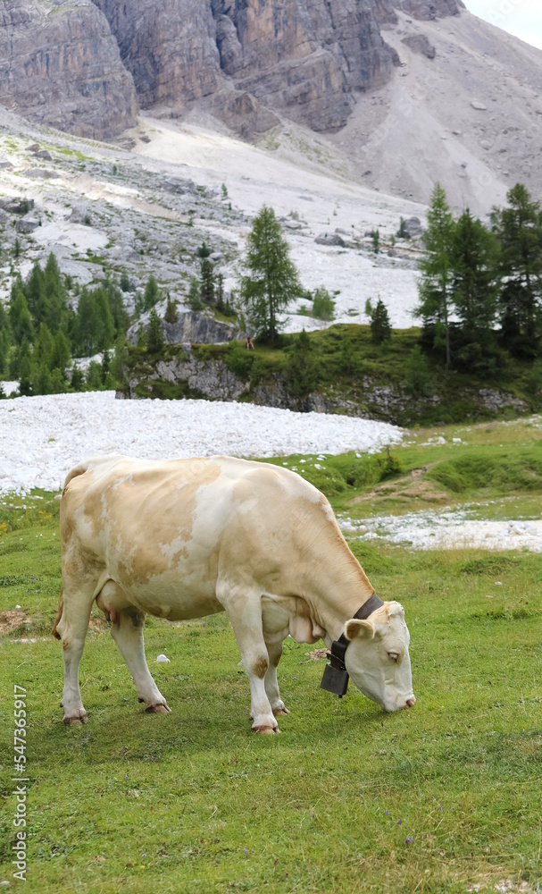 cow while grazing the grass in the valley in the mountains in summer