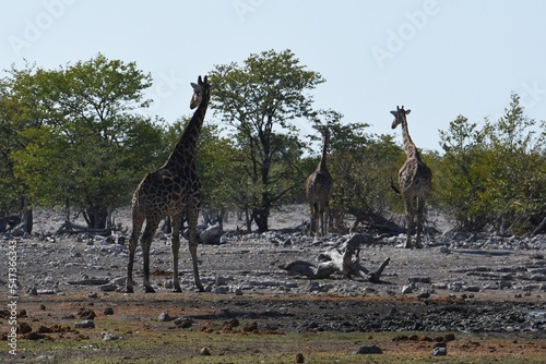 Steppengiraffen  giraffa camelopardalis  im Etoscha Nationalpark in Namibia. 