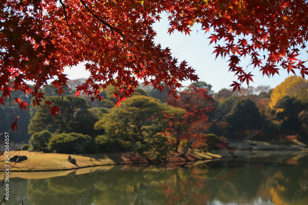 秋の六義園。紅葉の向こうに池。