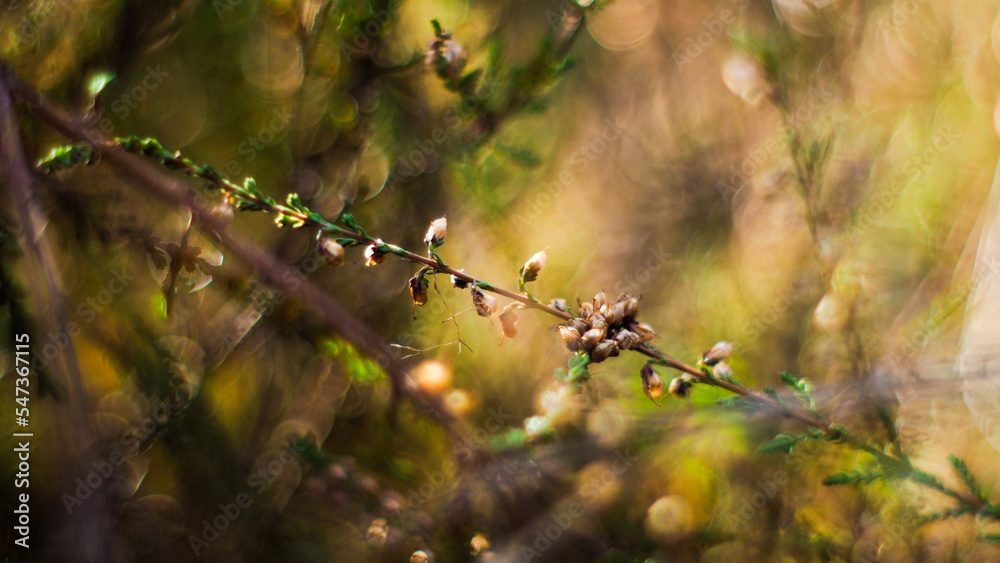 Macro de tiges de bruyère sauvages, photographiées dans la forêt des Landes de Gascogne, en fin de journée Macro de tiges de bruyère sauvages, photographiées dans la forêt des Landes de Gascogne, en fin de journée