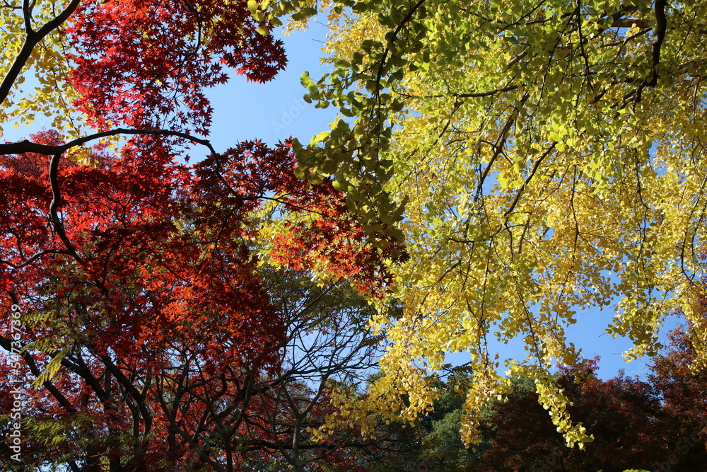 秋の六義園。紅葉と黄葉と青空。 秋の六義園。紅葉と黄葉と青空。