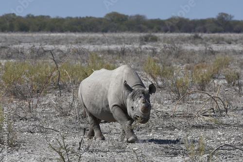 Spitzmaulnashorn  diceros bicornis  im Etoscha Nationalpark in Namibia. 