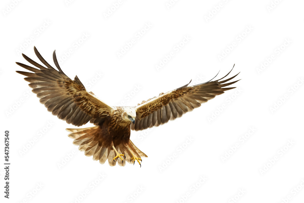 Obraz premium flying Bird of prey Marsh Harrier Circus aeruginosus isolated on white background
