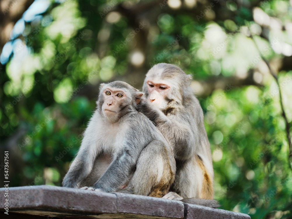 mother and baby macaque mother and baby macaque