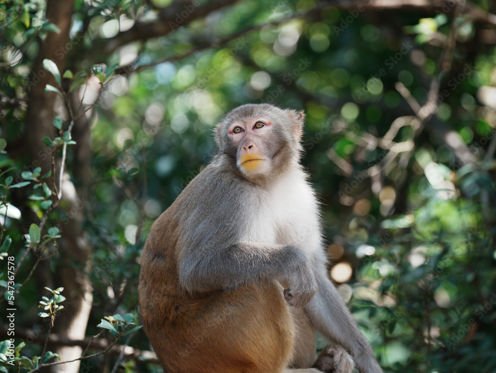 macaque macaque