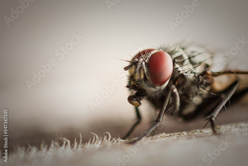 Close-up housefly (mouthparts, antennae, eyes)