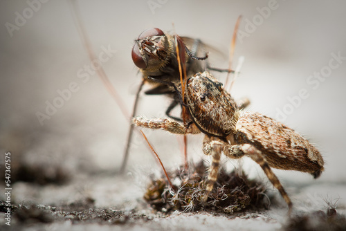 Spider catches fly