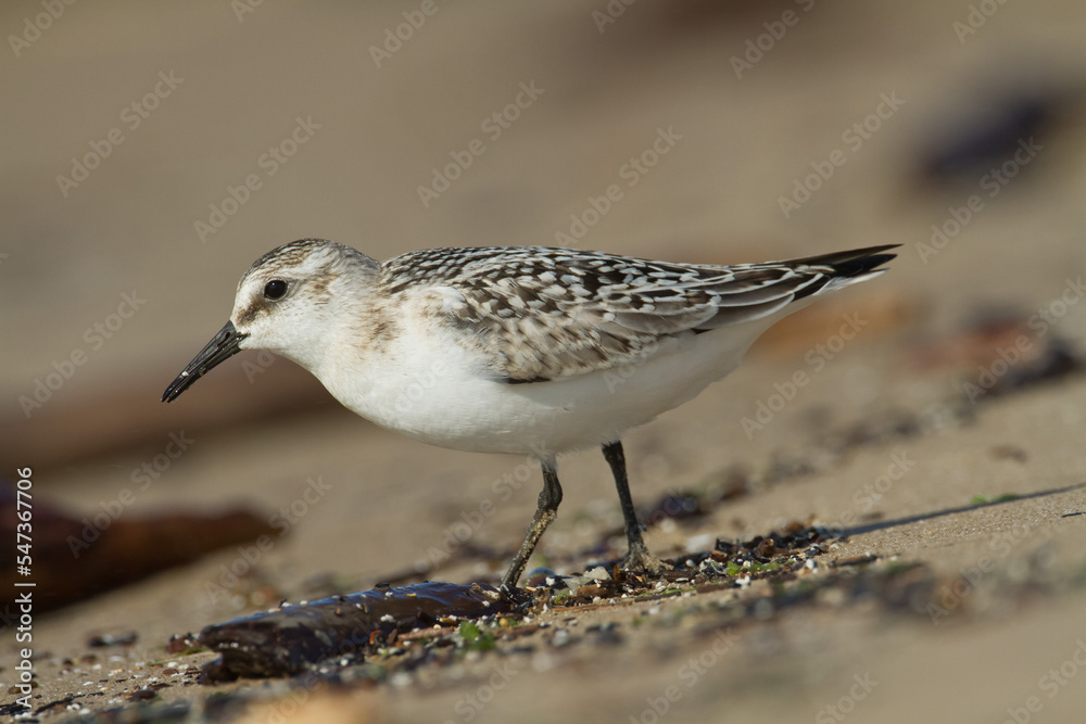 bird - Sanderling Calidris alba adult migratory bird, shorebird Poland Europe bird - Sanderling Calidris alba adult migratory bird, shorebird Poland Europe