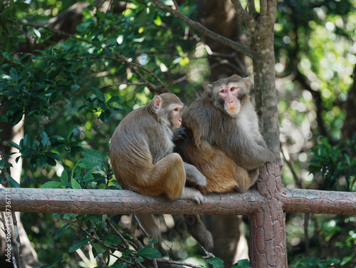 macaque