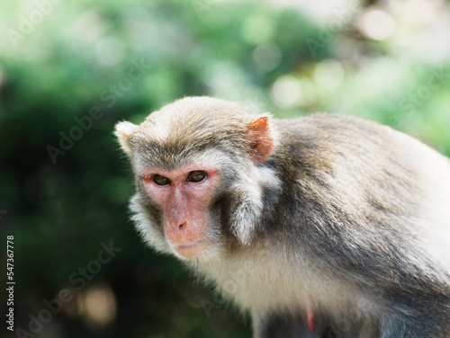 close up of a macaque © TheWildGoose_Child