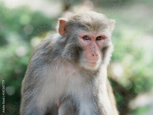 japanese macaque sitting on the ground © TheWildGoose_Child
