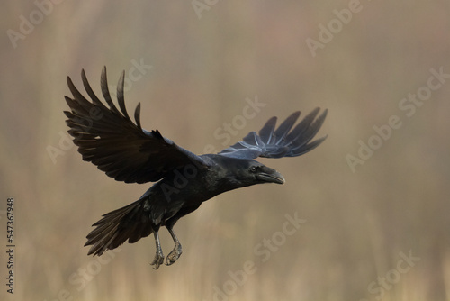 Bird Common Raven Corvus corax, dark style big black scary bird © Marcin Perkowski