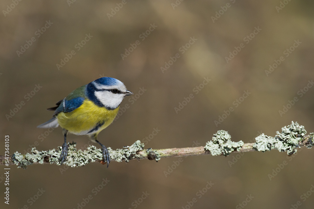 Bird - Blue Tit Cyanistes caeruleus perched on tree