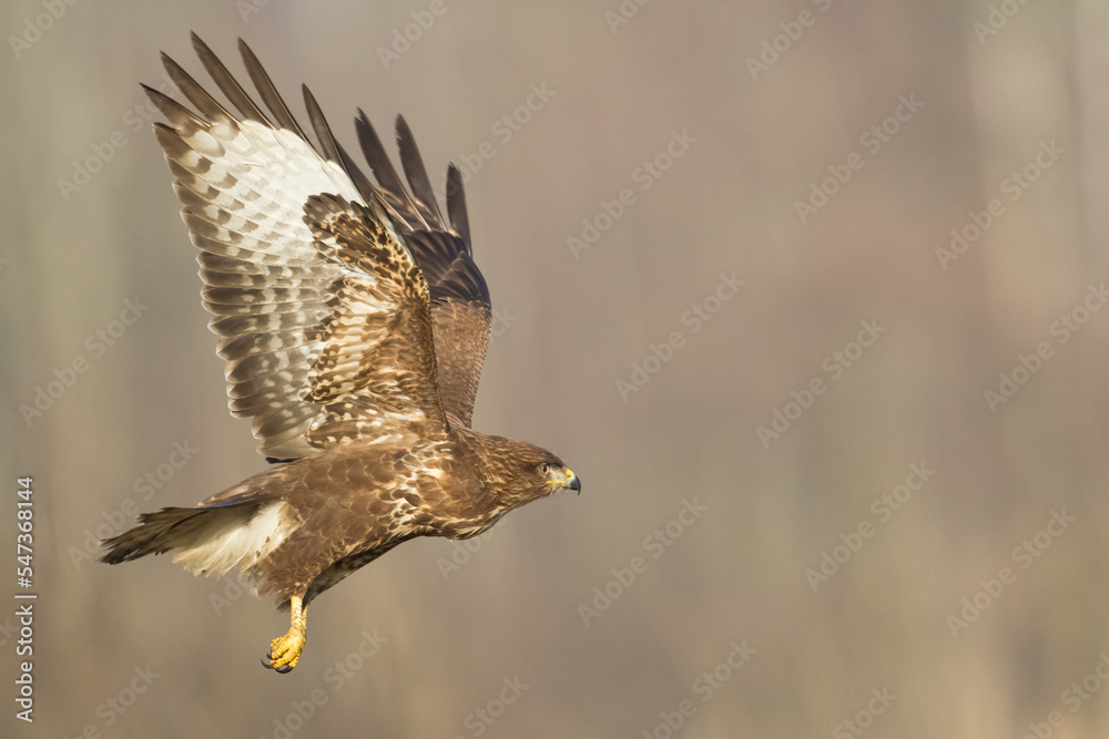 Obraz premium landing Common buzzard Buteo buteo in the fields in winter snow, buzzards in natural habitat, hawk bird on the ground, predatory bird close up winter bird