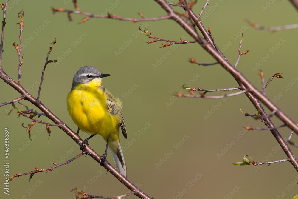 Small bird Yellow Wagtail sitting on tree male Motacilla flava Small bird Yellow Wagtail sitting on tree male Motacilla flava