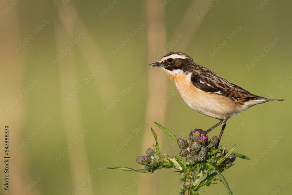 Bird Whinchat Saxicola rubetra - bird sitting on the weed, male, amazing background with warm light summer time Poland, Europe Bird Whinchat Saxicola rubetra - bird sitting on the weed, male, amazing background with warm light summer time Poland, Europe