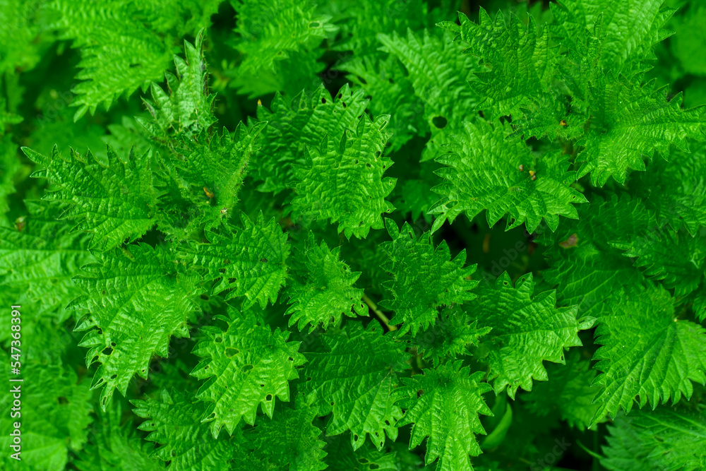 Herbs - Nettle - green plant in spring time, wallpaper