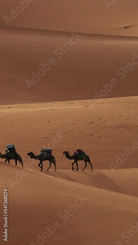 Camel caravan going through the sand dunes in the Sahara desert, Morocco. Vertical video photo