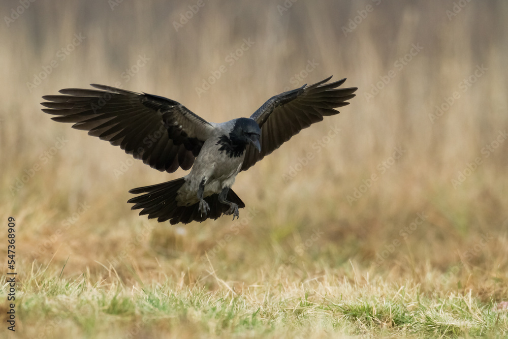 Fototapeta premium Bird - Hooded crow Corvus cornix in amazing warm background Poland Europe