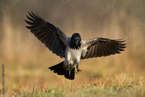 Bird - Hooded crow Corvus cornix in amazing warm background Poland Europe © Marcin Perkowski