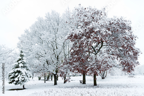 Landscape winter attack in city park, fresh snow on the trees with colourful leafs, Beautiful winter scenery  © Marcin Perkowski