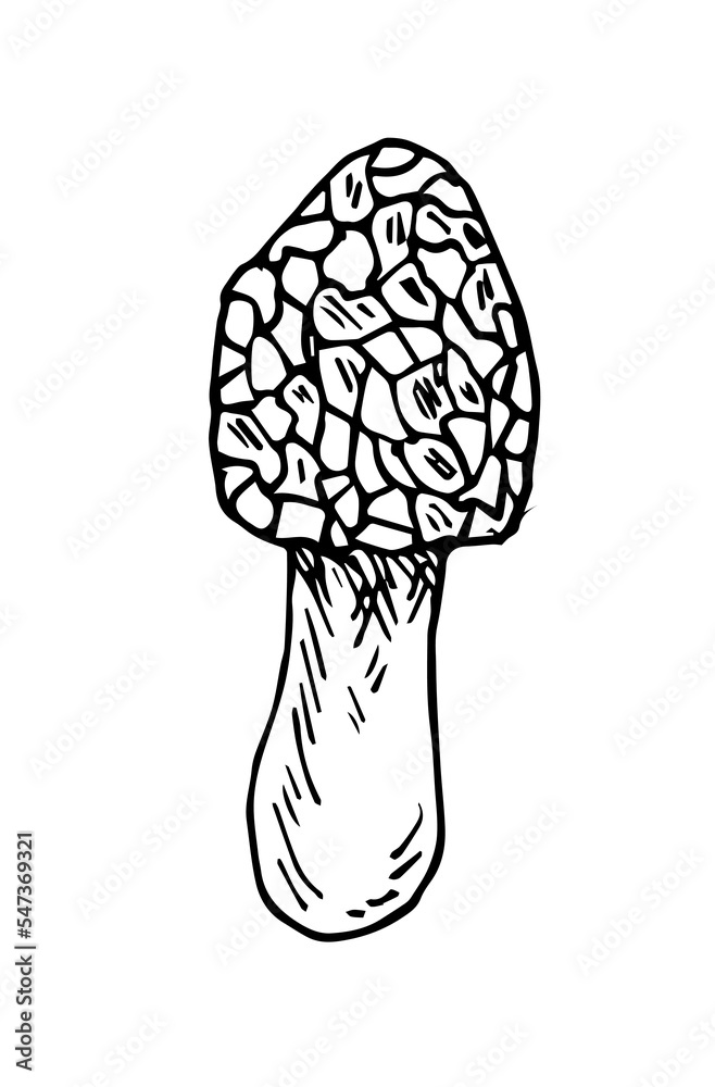 Morel mushroom. Edible and nonedible mushroom plants from wild forest. Outline hand drawn