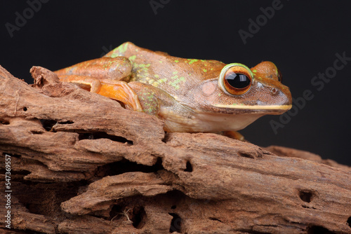 A portrait of a White-lipped Bright-eyed Frog. This species of frog is endemic to the island of Madagascar. 