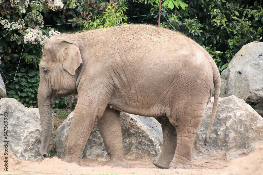A view of an Indian Elephant