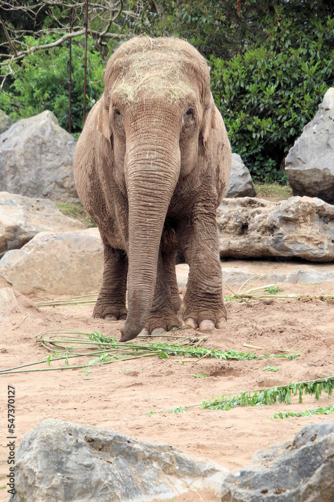 Naklejka premium A view of an Indian Elephant