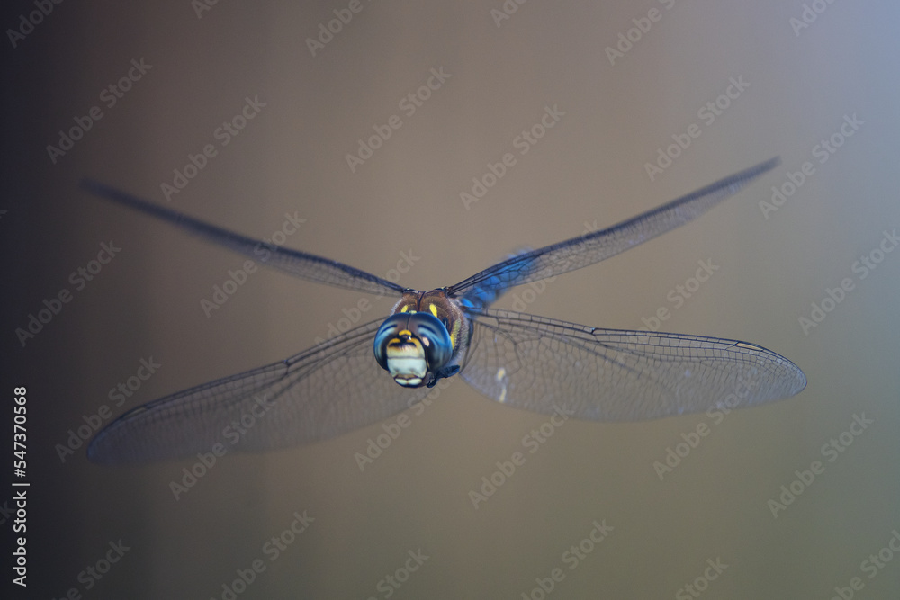 libellula