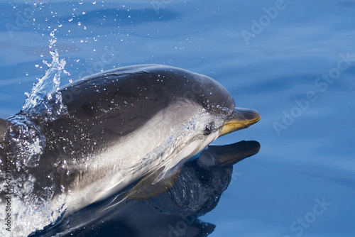 stenella delfino photo